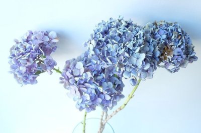 画像2: Dry plants for decor デコール用乾燥紫陽花（和手毬）2015開花