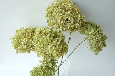 画像2: ●無くなり次第終了100円見切り売り！●Dry plants for decor デコール用乾燥紫陽花（アナベル・小）2018年度開花分アウトレット