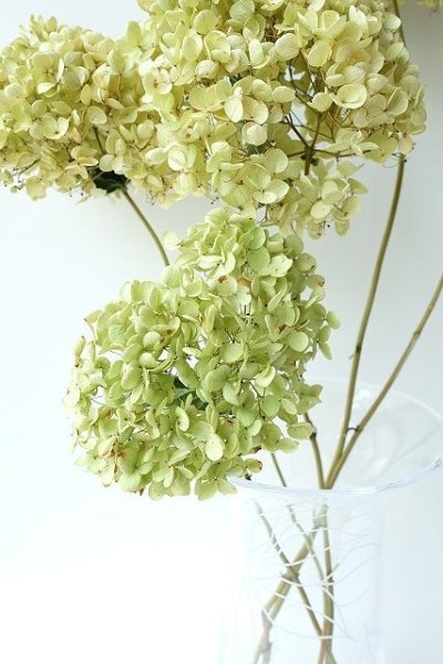 画像2: Dry plants for decor デコール用乾燥紫陽花(アナベル・小)2024年度開花分 (2)