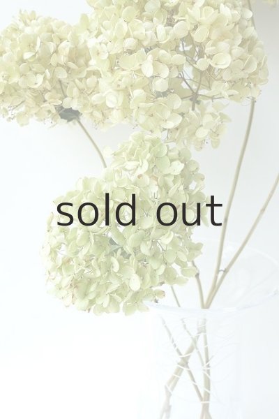 画像2: ●無くなり次第終了100円見切り売り!●Dry plants for decor デコール用乾燥紫陽花(アナベル・小)2018年度開花分アウトレット (2)