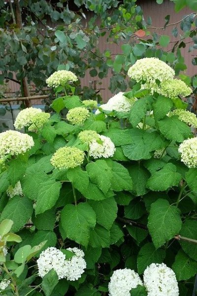 6月「アナベル」開花時の様子。