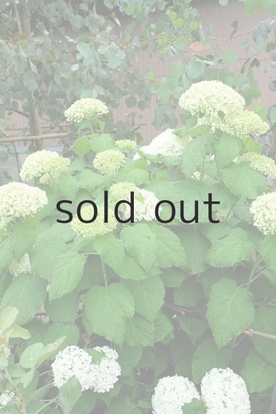 6月「アナベル」開花時の様子。