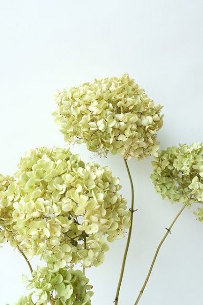 画像3: Dry plants for decor デコール用乾燥紫陽花(アナベル・小)2024年度開花分 (3)