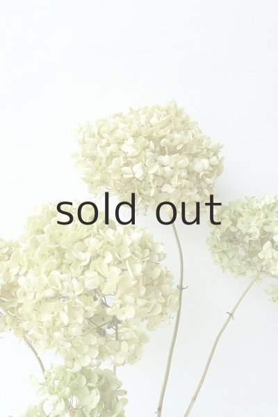画像3: ●無くなり次第終了100円見切り売り!●Dry plants for decor デコール用乾燥紫陽花(アナベル・小)2018年度開花分アウトレット (3)