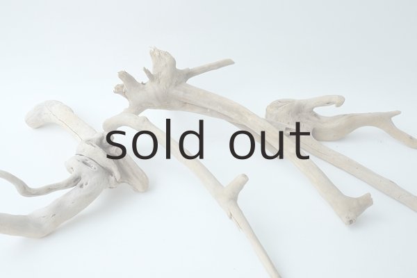 画像6: 流木根セット (6)