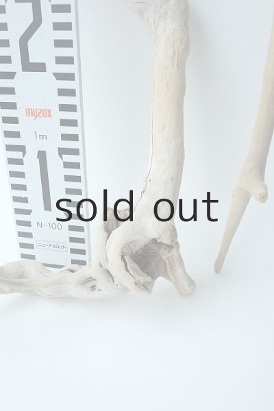 画像5: 流木根セット (5)