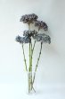 画像1: Dry plants for decor デコール用乾燥紫陽花（アキイロアジサイ）2015開花 (1)