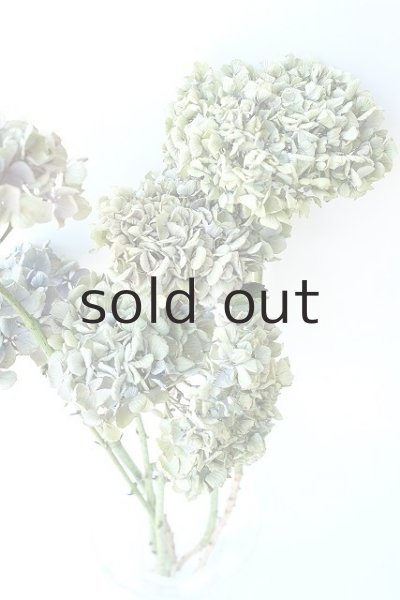 画像2: Dry plants for decor デコール用乾燥紫陽花(アキイロアジサイ・小)2015開花 (2)