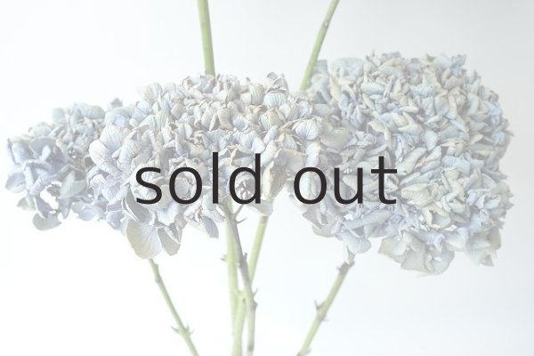 画像2: Dry plants for decor デコール用乾燥紫陽花（アキイロアジサイ）2015開花 (2)