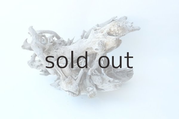 画像4: 流木根（中型） (4)