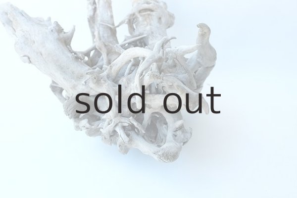 画像7: 流木根（中型） (7)