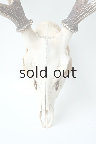 画像2: デコール用二ホンジカの角（ヘッド付） (2)