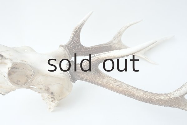 画像3: デコール用二ホンジカの角（ヘッド付） (3)
