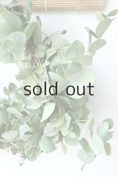 画像4: Dry plants for decor ユーカリリース(銀丸葉+ドライアジサイ3種) (4)