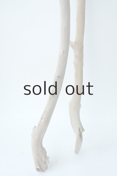 画像4: 小枝流木セット (4)