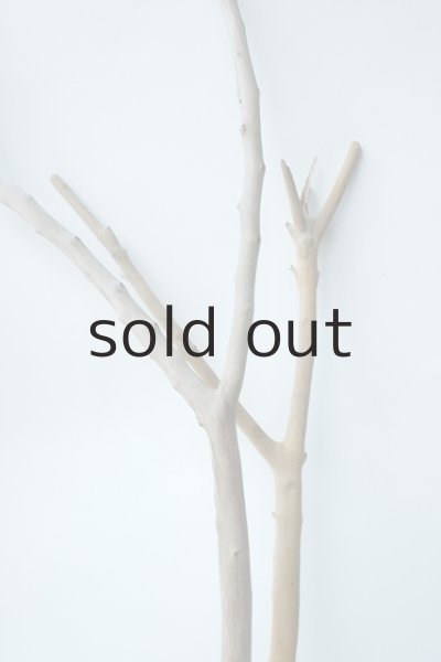 画像5: 小枝流木セット (5)