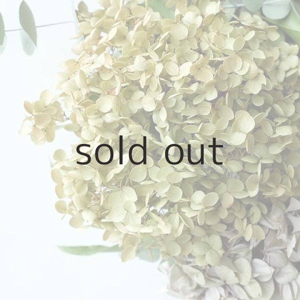 画像3: Dry plants for decor ユーカリリース(銀丸葉+レモンユーカリー+ドライアジサイ2種) (3)