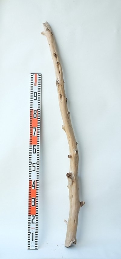 画像3: 幹流木