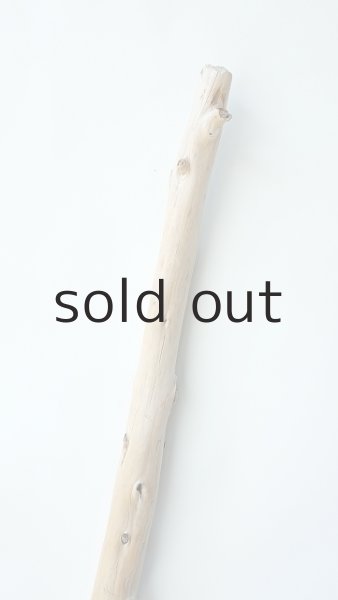 画像4: 幹流木 (4)