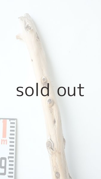 画像5: 幹流木 (5)