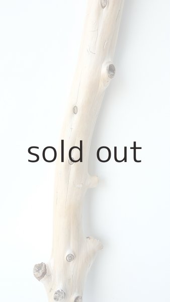 画像3: 幹流木 (3)