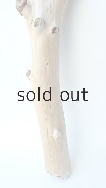 画像2: 幹流木 (2)