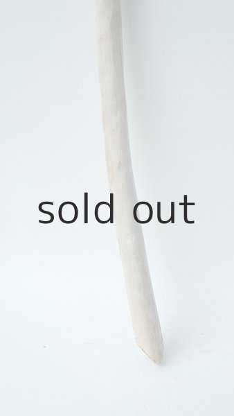 画像2: 棒流木 (2)