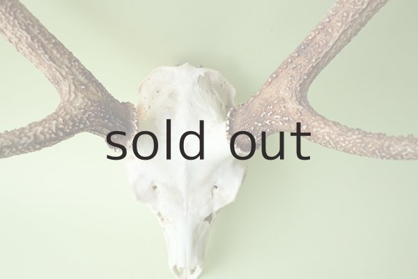 画像3: デコール用二ホンジカの角（ヘッド付） (3)