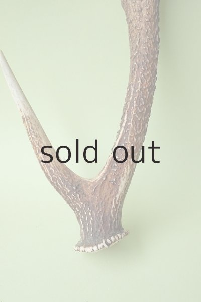 画像2: デコール用二ホンジカの角 (2)