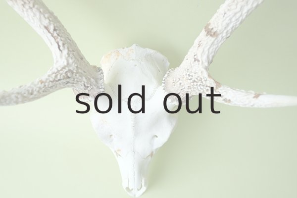 画像3: デコール用二ホンジカの角（ヘッド付） (3)