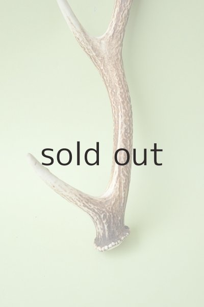 画像3: デコール用二ホンジカの角 (3)