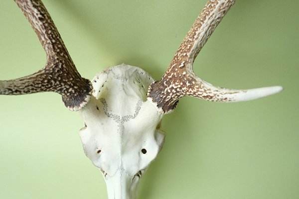 画像4: デコール用二ホンジカの角（ヘッド付） (4)