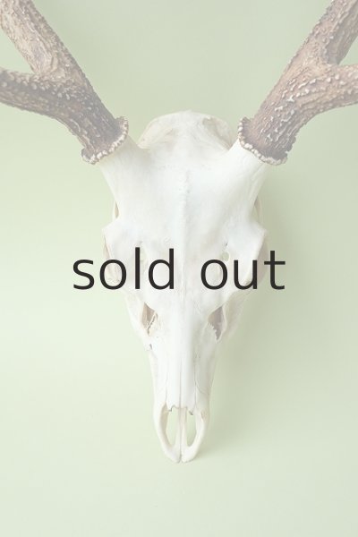 画像2: デコール用二ホンジカの角（ヘッド付） (2)