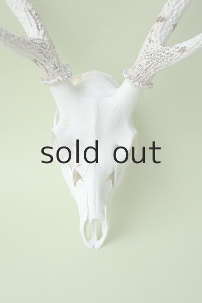 画像2: デコール用二ホンジカの角（ヘッド付） (2)