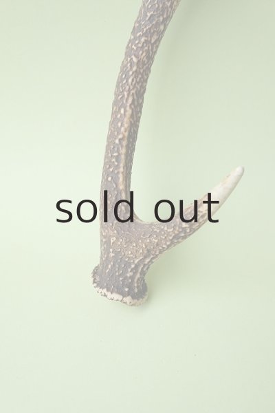 画像2: デコール用二ホンジカの角 (2)