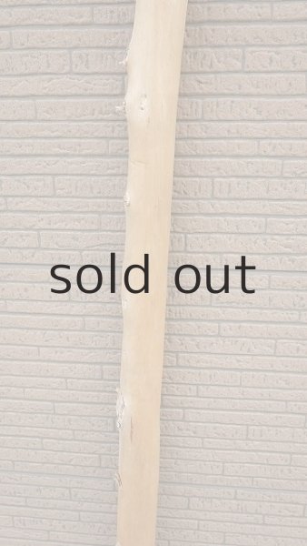 画像3: 幹流木・長尺 (3)