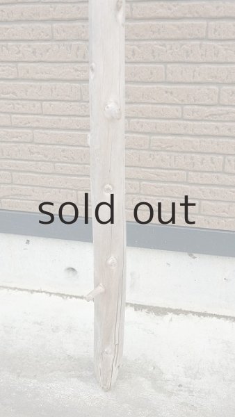 画像2: 幹流木・長尺 (2)