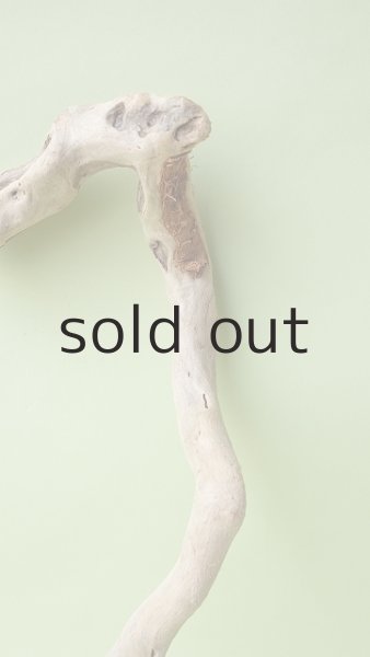 画像2: 流木根 (2)