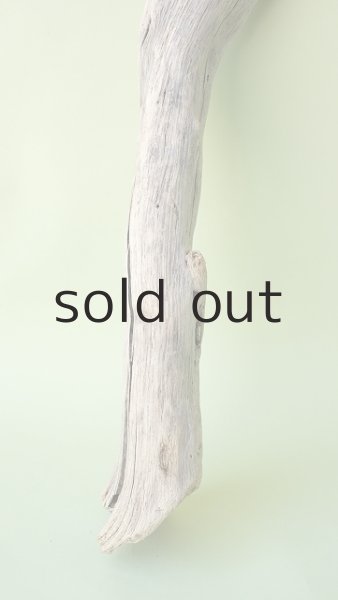 画像2: 幹流木 (2)