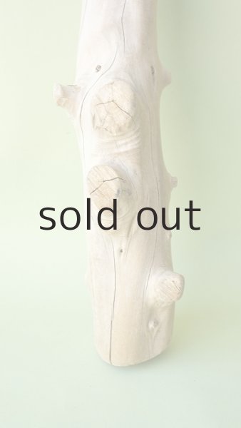 画像2: 幹流木 (2)