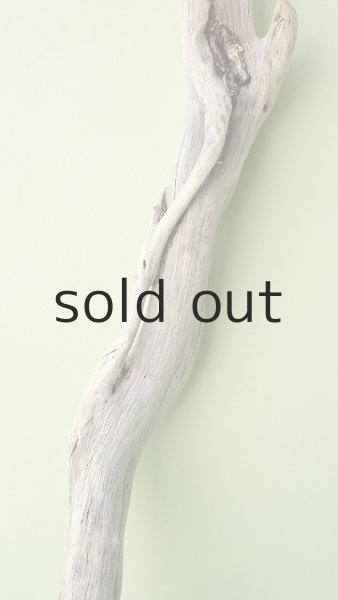 画像3: 幹流木 (3)