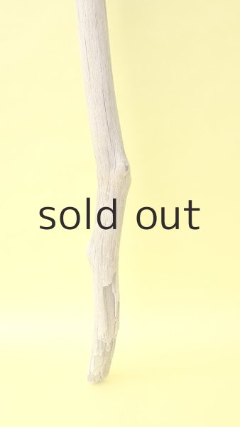 画像2: 幹流木 (2)