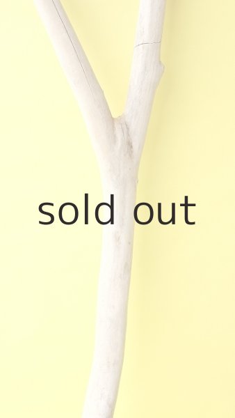 画像3: 幹流木 (3)