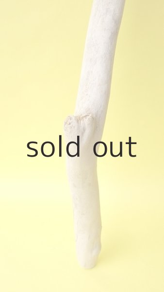 画像2: 幹流木 (2)