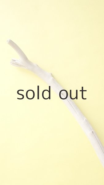 画像5: 幹流木 (5)