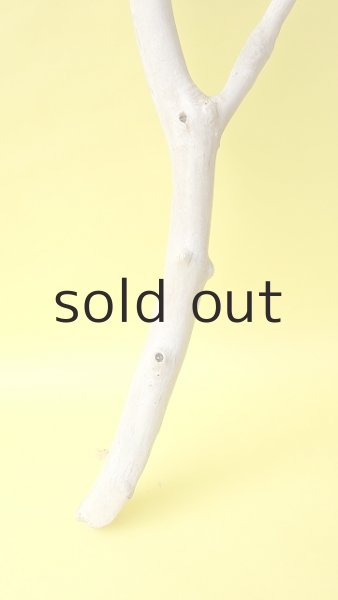 画像2: 幹流木 (2)