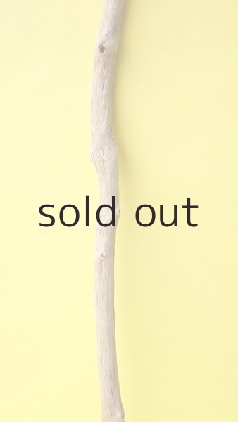 画像3: 幹流木 (3)