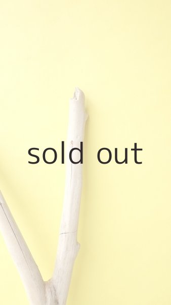 画像4: 幹流木 (4)