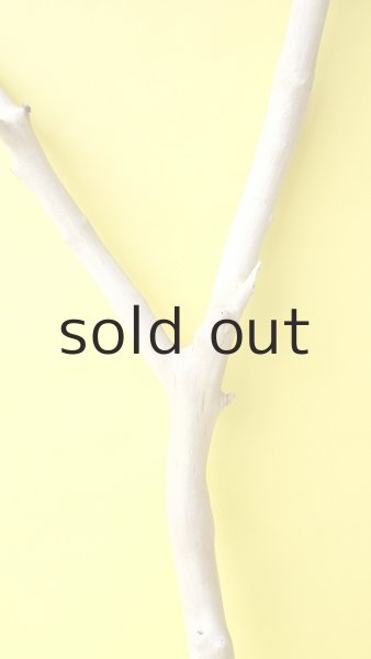 画像7: 幹流木 (7)