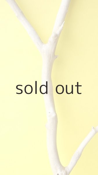 画像4: 幹流木 (4)